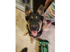 Adopt Nova jean a Black - with Tan, Yellow or Fawn German Shepherd Dog / Mixed