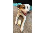 Adopt Tinsel a Brown/Chocolate - with White Collie / Hound (Unknown Type) /