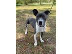 Adopt Natalie a Gray/Silver/Salt & Pepper - with White Pit Bull Terrier / Mixed