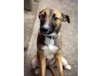 Adopt Tipper a Brown/Chocolate - with Black German Shepherd Dog / Mixed dog in