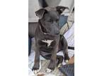 Adopt Sterling a Gray/Blue/Silver/Salt & Pepper German Shepherd Dog / Labrador