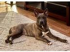 Adopt Bunny a Brindle American Staffordshire Terrier / Mixed dog in West
