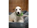 Adopt Sarama a White - with Red, Golden, Orange or Chestnut Jack Russell Terrier