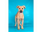 Adopt Lil a Brindle English Shepherd / Mixed Breed (Medium) / Mixed (short coat)