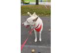 Adopt Monroe a Tan/Yellow/Fawn - with White German Shepherd Dog / Labrador