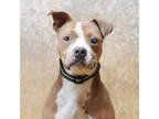 Adopt Kakashi a Tan/Yellow/Fawn American Pit Bull Terrier / Mixed Breed (Medium)