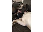 Adopt Dyson a Gray/Blue/Silver/Salt & Pepper American Pit Bull Terrier / Mixed
