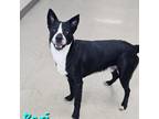 Adopt Rari a Black Australian Shepherd / Mixed Breed (Medium) dog in Burlington