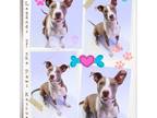 Adopt Vincent a White - with Tan, Yellow or Fawn American Pit Bull Terrier /