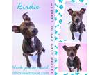 Adopt Birdie a Brown/Chocolate - with Black American Pit Bull Terrier / Mixed
