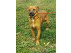 Adopt PEABODY dh a Red/Golden/Orange/Chestnut - with White Golden Retriever /