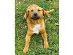 Adopt PIGGLES sb a Red/Golden/Orange/Chestnut - with White Golden Retriever /