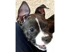 Adopt SOLO a Black - with White Pit Bull Terrier / Mixed dog in Grafton