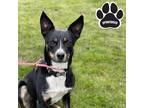 Adopt Waylon a Black Australian Cattle Dog / Mixed Breed (Medium) / Mixed (short