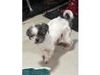 Adopt Einstein D2024 DH in New England a Shih Tzu / Mixed dog in Saunderstown