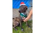 Adopt Ollie a Brindle Boxer / Mixed dog in Edmonds, WA (41094691)