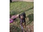 Adopt Debbie a Black - with Tan, Yellow or Fawn Doberman Pinscher / Mixed dog in