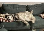 Adopt Nuki a Tricolor (Tan/Brown & Black & White) Husky / Alaskan Malamute /