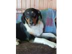Adopt Dude a Collie / Labrador Retriever / Mixed dog in St. James, MN (40806442)