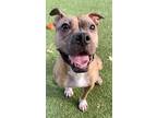 Adopt Peach a Brown/Chocolate Boxer / American Pit Bull Terrier / Mixed (short
