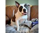 Adopt Herman a Black - with White American Staffordshire Terrier / Mixed dog in
