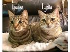 Adopt Lydia a Brown Tabby Domestic Shorthair / Mixed Breed (Medium) / Mixed
