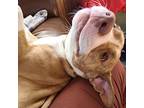 Adopt Flirty Birdy a Red/Golden/Orange/Chestnut - with White American Pit Bull