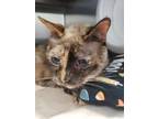 Adopt Delilah a Gray or Blue (Mostly) Siamese / Mixed Breed (Medium) / Mixed