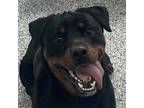 Adopt Moore a Black - with Brown, Red, Golden, Orange or Chestnut Rottweiler /