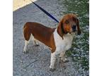 Adopt Stogie a Tricolor (Tan/Brown & Black & White) Beagle / Basset Hound /