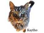 Adopt Kaytho a Domestic Longhair / Mixed (long coat) cat in Nashville