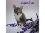 Adopt Coraline a Domestic Shorthair / Mixed (short coat) cat in Nashville