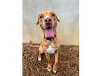 Adopt Marlin a Brown/Chocolate American Pit Bull Terrier / Mixed Breed (Medium)