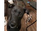 Adopt Blondie. SJ a Black - with White Feist / Labrador Retriever / Mixed dog in