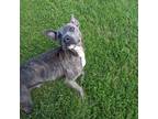 Adopt Peggy a Black American Pit Bull Terrier / Mixed Breed (Medium) / Mixed