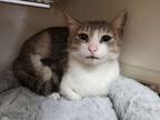 Adopt Doris a Brown Tabby Domestic Shorthair / Mixed Breed (Medium) / Mixed