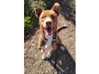 Adopt Monty a Red/Golden/Orange/Chestnut - with White Siberian Husky / American