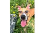 Adopt Pita a Tan/Yellow/Fawn - with White Boxer / Mixed dog in Fort Collins