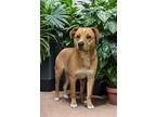 Adopt Harley a Black Labrador Retriever / Mixed Breed (Medium) / Mixed (short