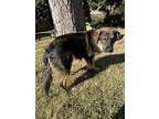 Adopt Christian a Black German Shepherd Dog / Mixed Breed (Medium) / Mixed