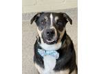 Adopt Oliver a Black Australian Shepherd / Mixed Breed (Medium) / Mixed (short