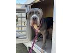 Adopt Papa Smurf a Black Mixed Breed (Small) / Mixed Breed (Medium) / Mixed