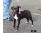 Adopt Star a Black - with White American Staffordshire Terrier / Labrador