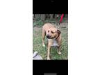 Adopt Sunflower a Tan/Yellow/Fawn - with White Pit Bull Terrier dog in