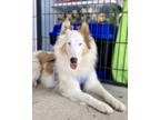 Adopt Lily Mae a Tricolor (Tan/Brown & Black & White) Collie / Mixed dog in