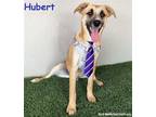 Adopt Hubert a Tricolor (Tan/Brown & Black & White) Black Mouth Cur / Shepherd