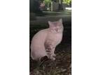 Adopt Ivan aka Dunkin a Cream or Ivory (Mostly) Siamese (short coat) cat in