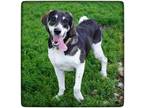 Adopt Grandpa a Black Treeing Walker Coonhound / Bluetick Coonhound / Mixed