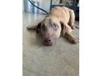 Adopt Gunner a Red/Golden/Orange/Chestnut Weimaraner / Shepherd (Unknown Type) /