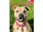 Adopt Aaliyah a White - with Black American Pit Bull Terrier / Mixed Breed